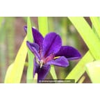 IRIS louisiana 'Black Gamecock' IRIS louisiana 'Black Gamecock'