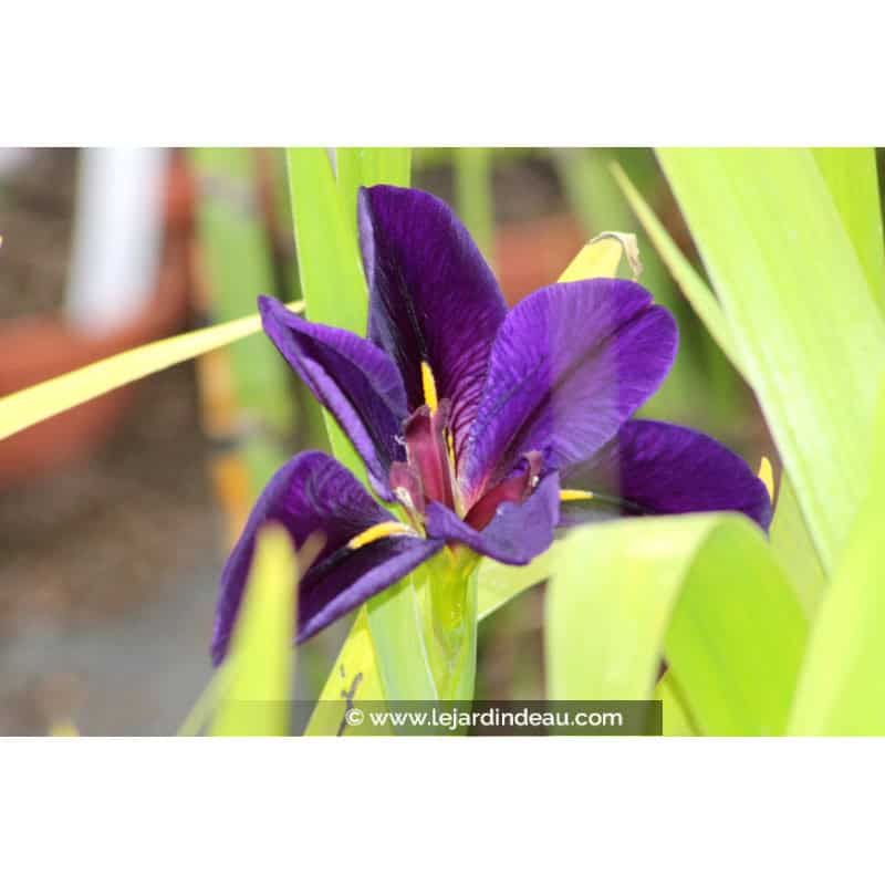 IRIS louisiana 'Black Gamecock' IRIS louisiana 'Black Gamecock'