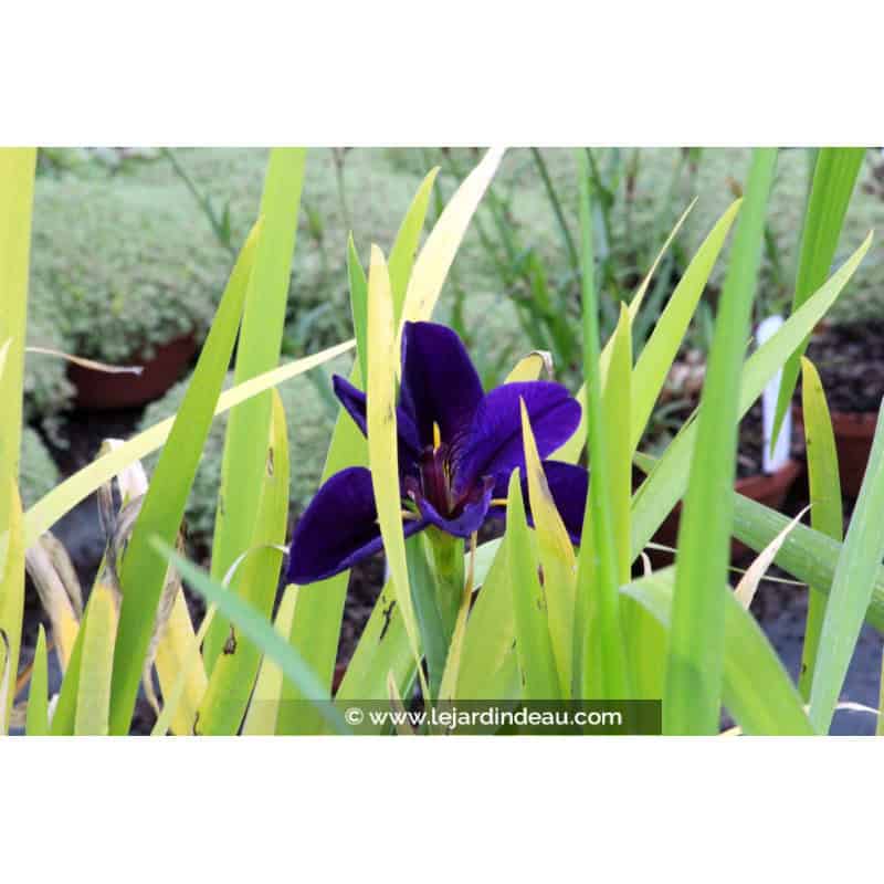 IRIS louisiana 'Black Gamecock' IRIS louisiana 'Black Gamecock'