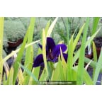 IRIS louisiana 'Black Gamecock' IRIS louisiana 'Black Gamecock'