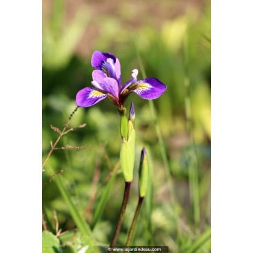 IRIS versicolor \'Dark Aura\' - Iris d\'Amérique