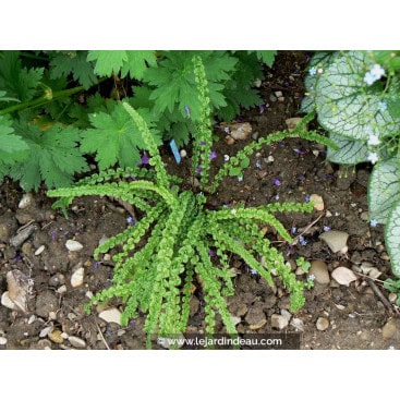 ATHYRIUM filix-femina \'Frizelliae\' - Fougère