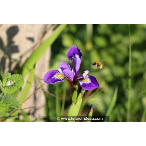 IRIS versicolor 'Dark Aura'