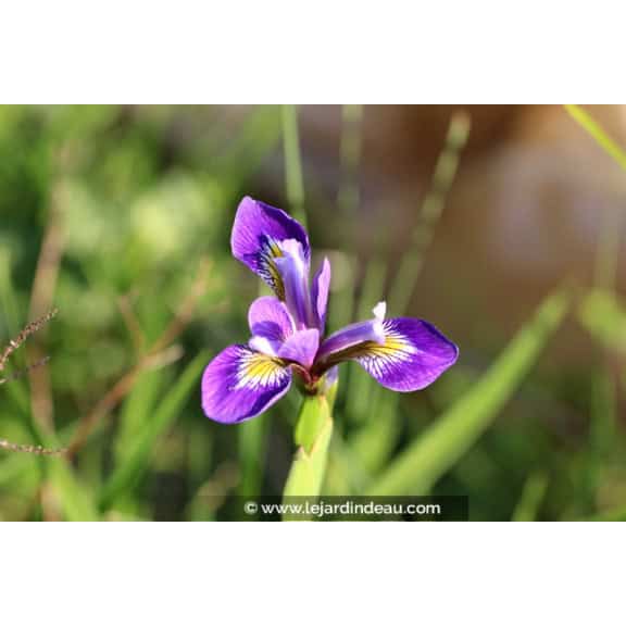 IRIS versicolor 'Dark Aura'