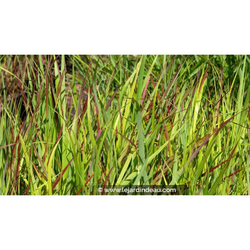 PANICUM virgatum 'Hänse Herms' PANICUM virgatum 'Hänse Herms'