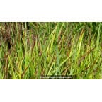 PANICUM virgatum 'Hänse Herms' PANICUM virgatum 'Hänse Herms'