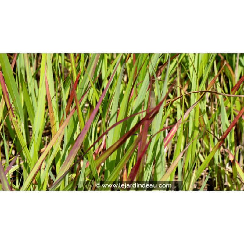 PANICUM virgatum 'Hänse Herms' PANICUM virgatum 'Hänse Herms'
