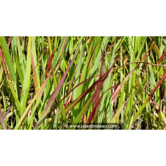 PANICUM virgatum 'H&auml;nse Herms'