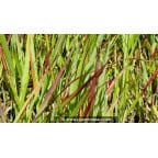 PANICUM virgatum 'Hänse Herms' PANICUM virgatum 'Hänse Herms'