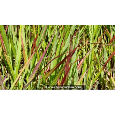 PANICUM virgatum \'H&auml;nse Herms\' - Gramin&eacute;e