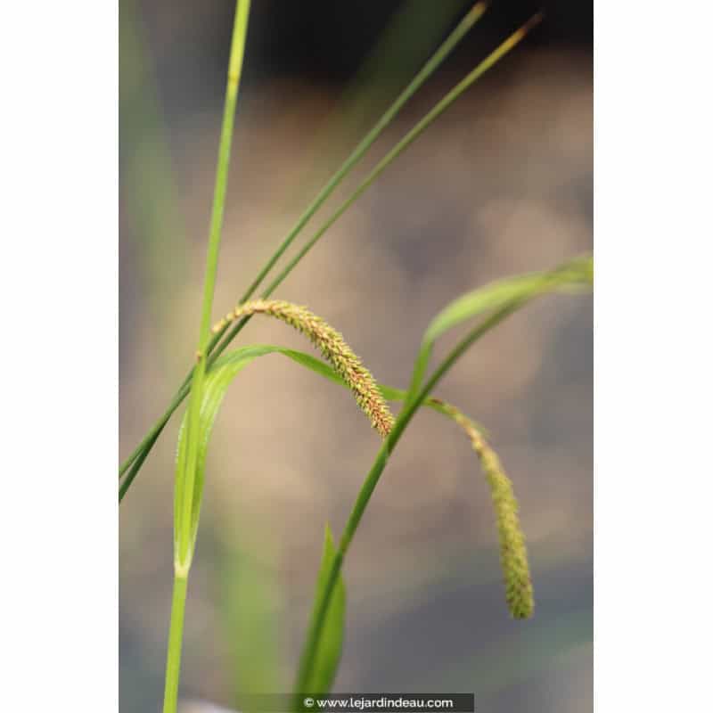 CAREX pendula CAREX pendula