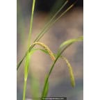 CAREX pendula CAREX pendula