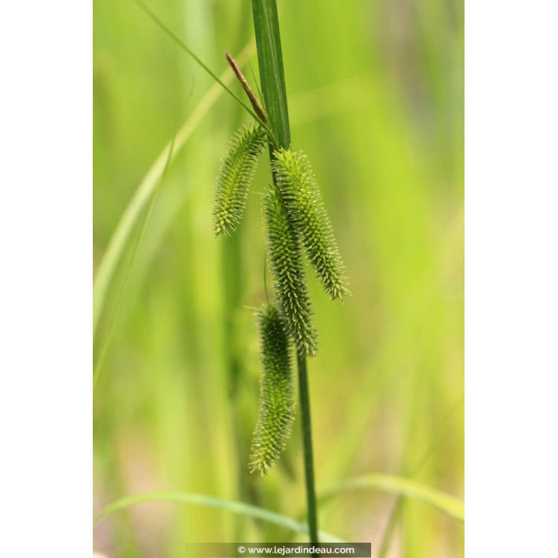 CAREX pseudocyperus CAREX pseudocyperus