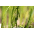 CAREX pseudocyperus CAREX pseudocyperus
