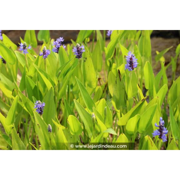 PONTEDERIA cordata