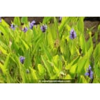 PONTEDERIA cordata PONTEDERIA cordata
