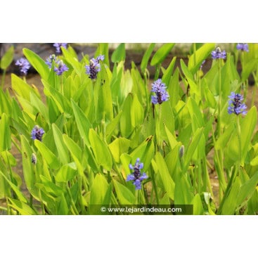 PONTEDERIA cordata - Pont&eacute;d&eacute;rie &agrave; feuilles en coeur / Pickerel Weed
