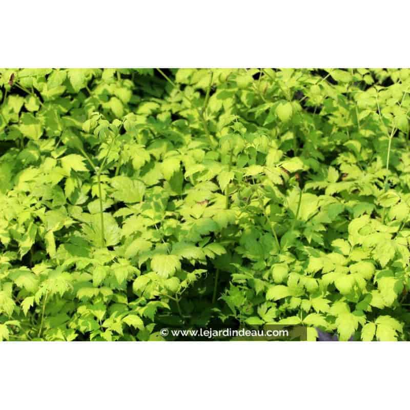 ACTAEA simplex 'White Pearl' ACTAEA simplex 'White Pearl'