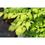 ACTAEA simplex 'White Pearl' ACTAEA simplex 'White Pearl'