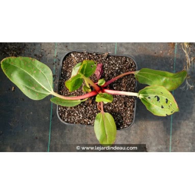RHEUM alexandrae - Rhubarbe ornementale