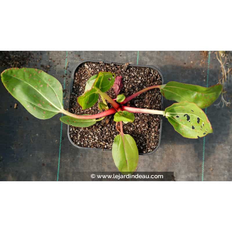 RHEUM alexandrae RHEUM alexandrae