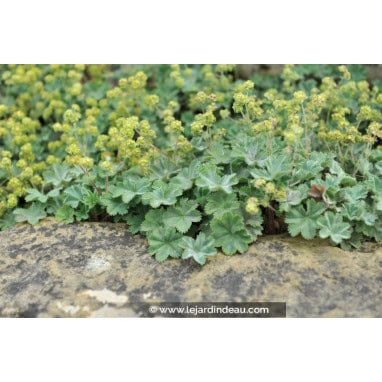 ALCHEMILLA erythropoda - Alchemilles
