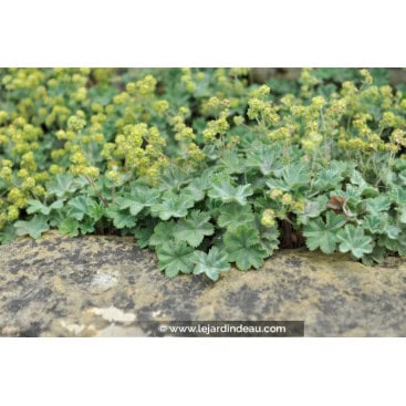 ALCHEMILLA erythropoda - Alchemilles