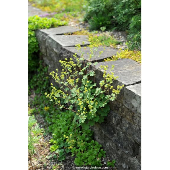 ALCHEMILLA erythropoda