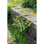 ALCHEMILLA erythropoda ALCHEMILLA erythropoda