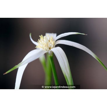 RHYNCHOSPORA colorata - Danseuse étoile