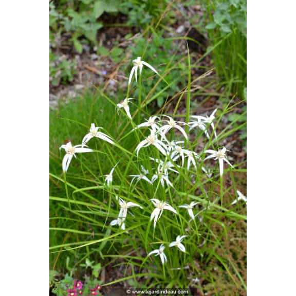 RHYNCHOSPORA colorata