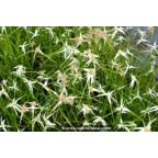 RHYNCHOSPORA colorata RHYNCHOSPORA colorata