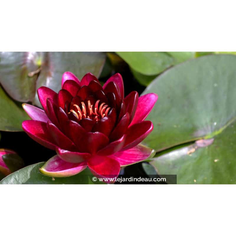 NYMPHAEA 'Black Princess' NYMPHAEA 'Black Princess'
