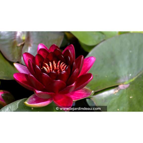 NYMPHAEA 'Black Princess'