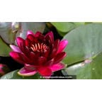 NYMPHAEA 'Black Princess' NYMPHAEA 'Black Princess'