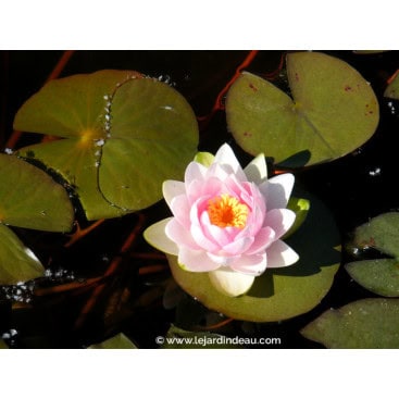 NYMPHAEA \'Madame Wilfron Gonnere\' - Nénuphar
