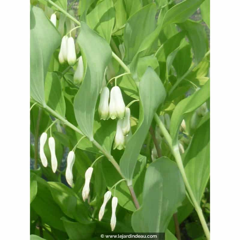 POLYGONATUM multiflorum POLYGONATUM multiflorum