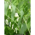 POLYGONATUM multiflorum POLYGONATUM multiflorum