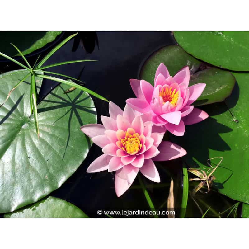 NYMPHAEA 'Rose Arey' NYMPHAEA 'Rose Arey'