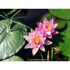 NYMPHAEA 'Rose Arey' NYMPHAEA 'Rose Arey'