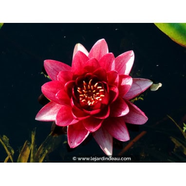 NYMPHAEA \'Conqueror\' - Nénuphar