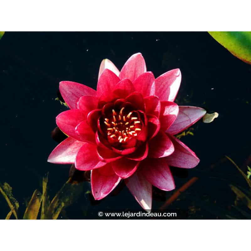 NYMPHAEA 'Conqueror' NYMPHAEA 'Conqueror'