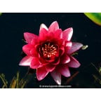 NYMPHAEA 'Conqueror' NYMPHAEA 'Conqueror'