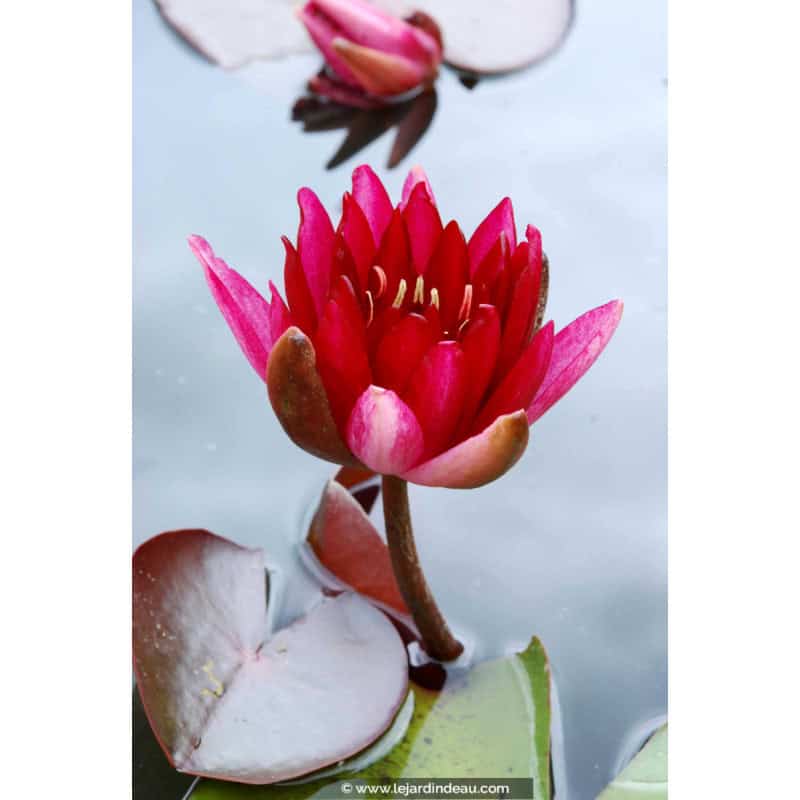 NYMPHAEA 'Conqueror' NYMPHAEA 'Conqueror'