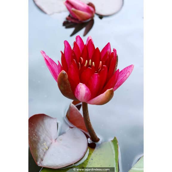 NYMPHAEA 'Conqueror'