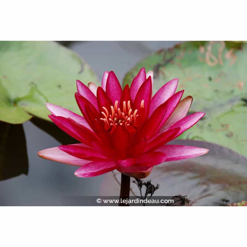 NYMPHAEA 'Conqueror' NYMPHAEA 'Conqueror'