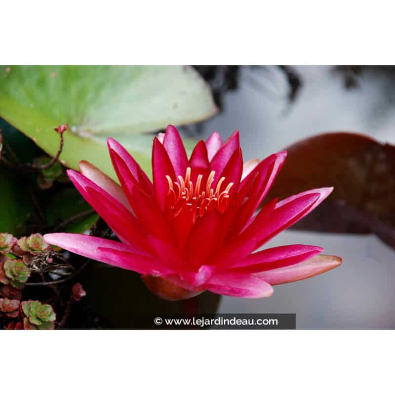 NYMPHAEA 'Conqueror' NYMPHAEA 'Conqueror'