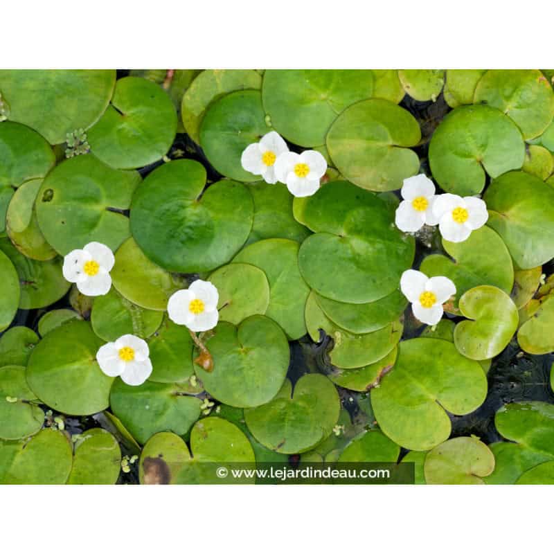 HYDROCHARIS morsus-ranae
