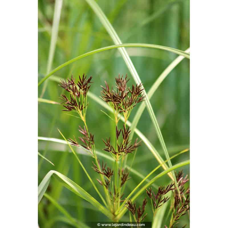 CYPERUS longus CYPERUS longus