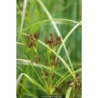 CYPERUS longus CYPERUS longus